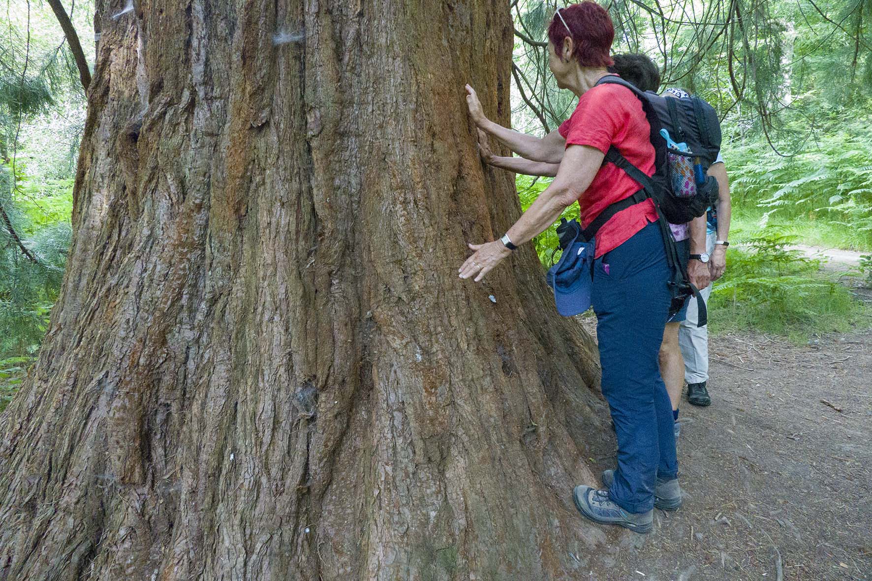 BalcombeCircTree