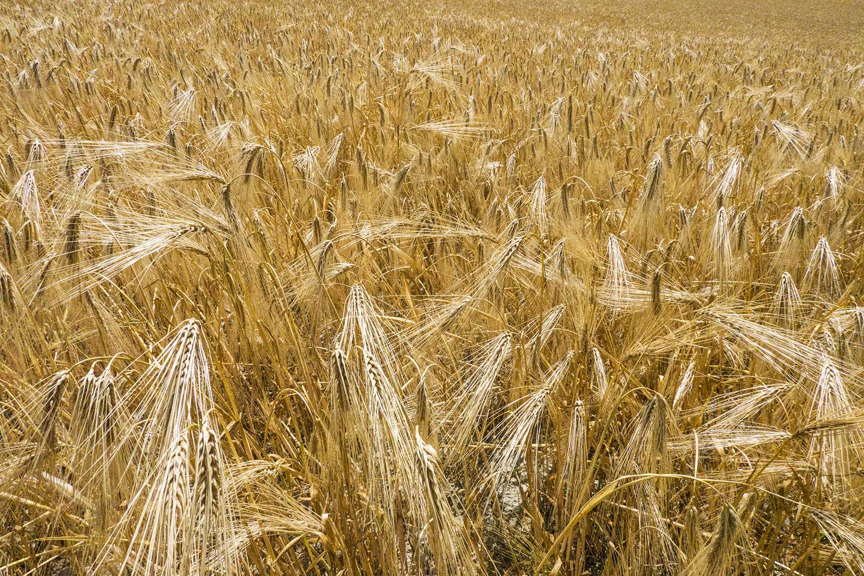 HallingtoBearstedCornfield