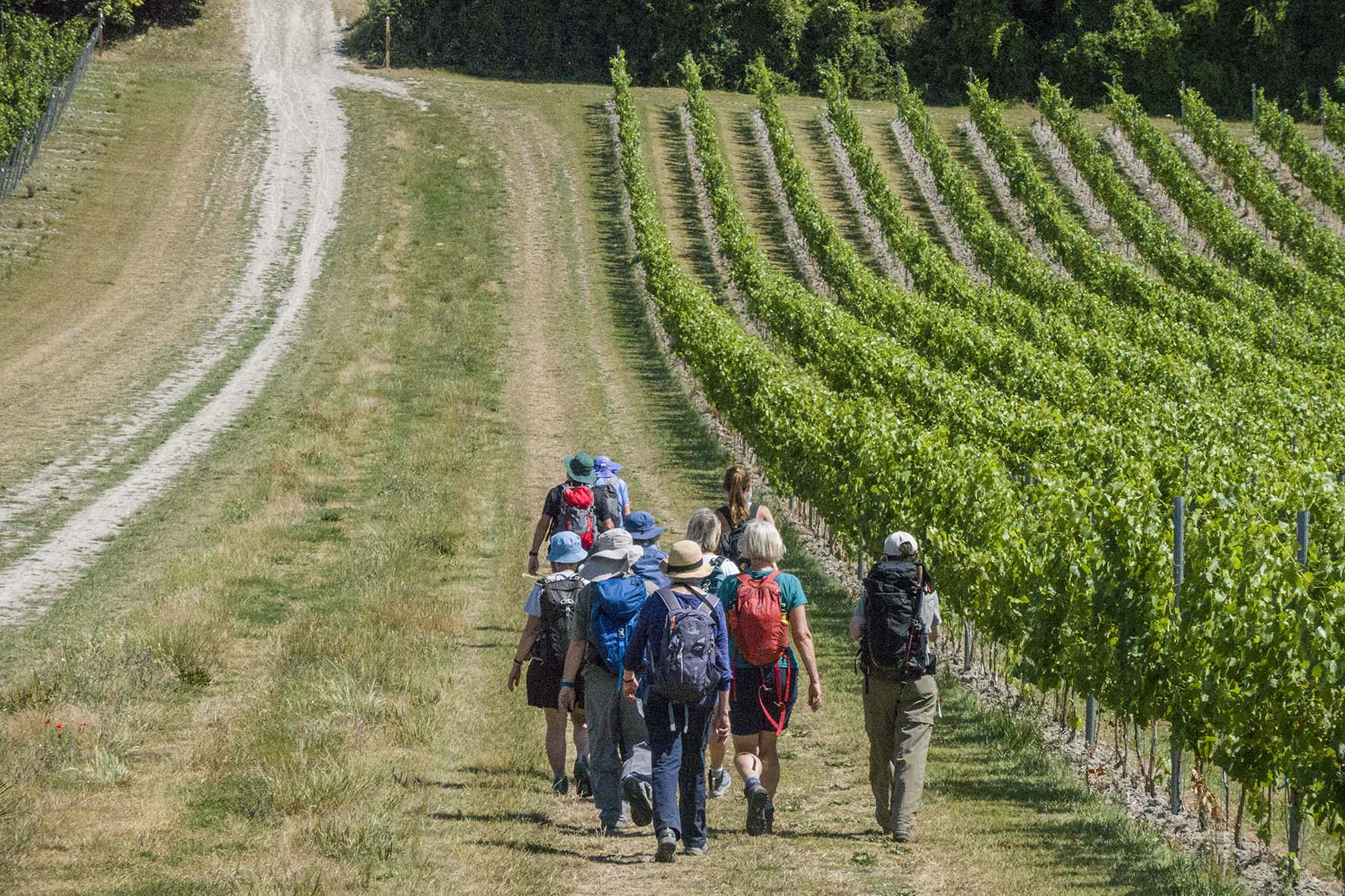 HallingtoBearstedVineyard