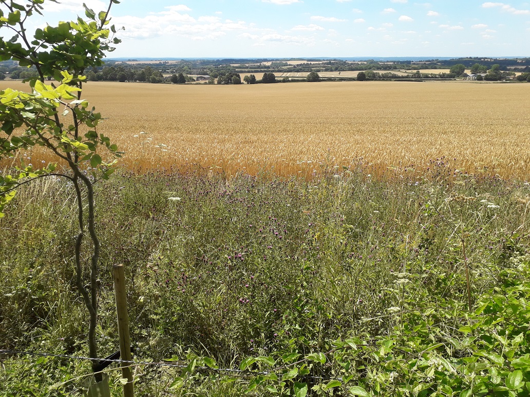 Harrietsham DH01