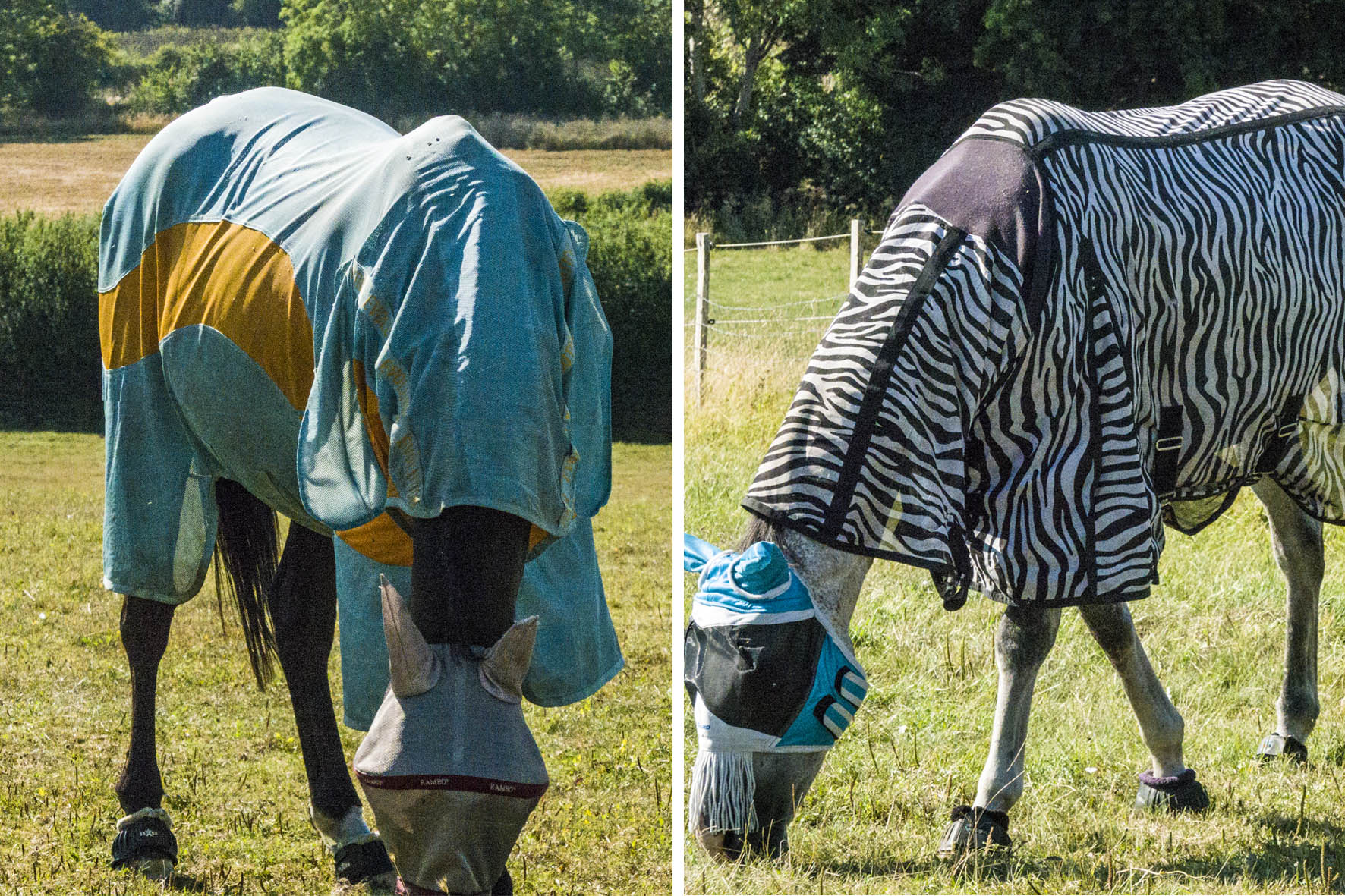 7SussexChurchesHorsesx200