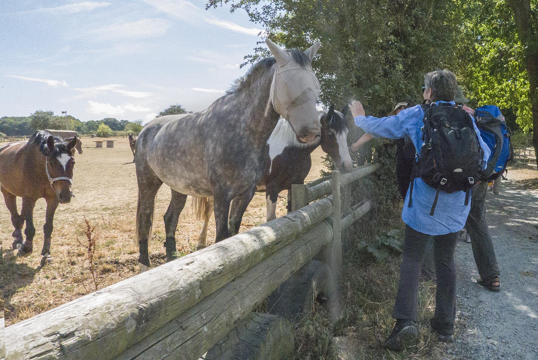 AlbanyParktoBexleyHorses 3