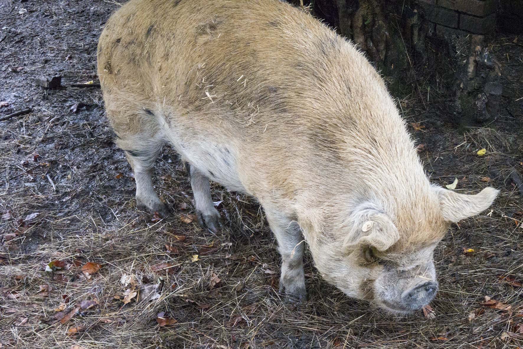 CowdenCircFalconhurstPig