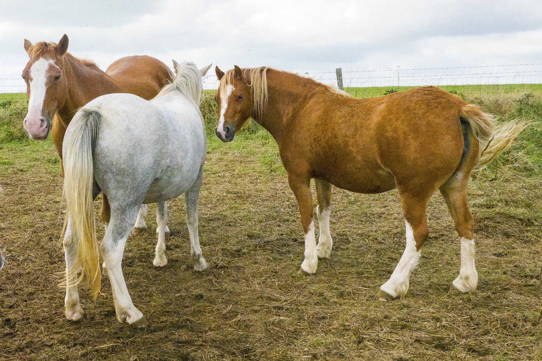 EastbourneCircSouthDownsWayHorses