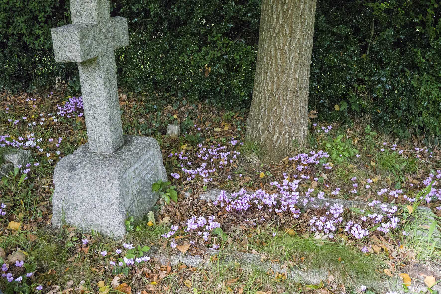 WadhurstCircChurchCyclamen