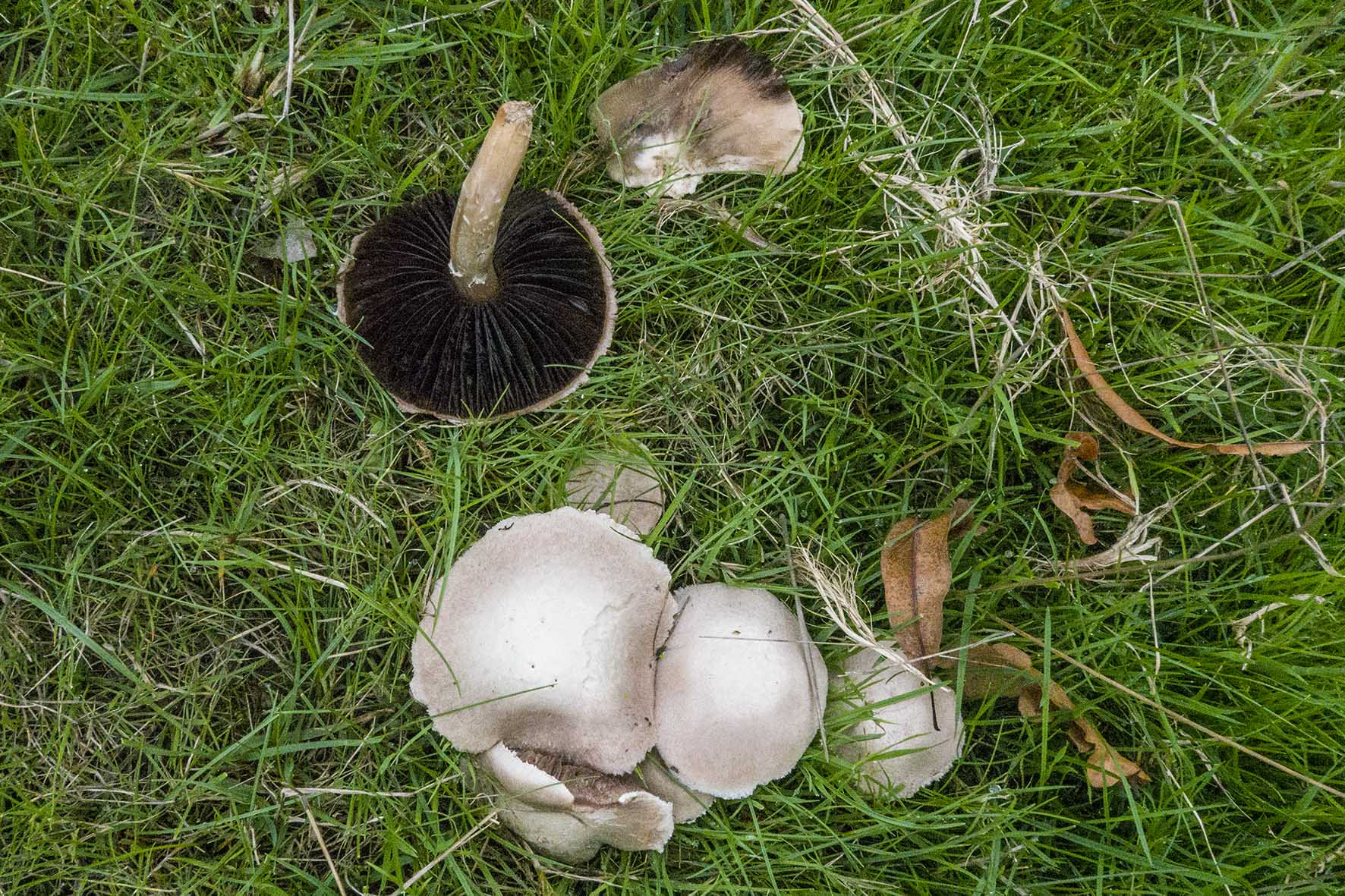 WadhurstCircFungi