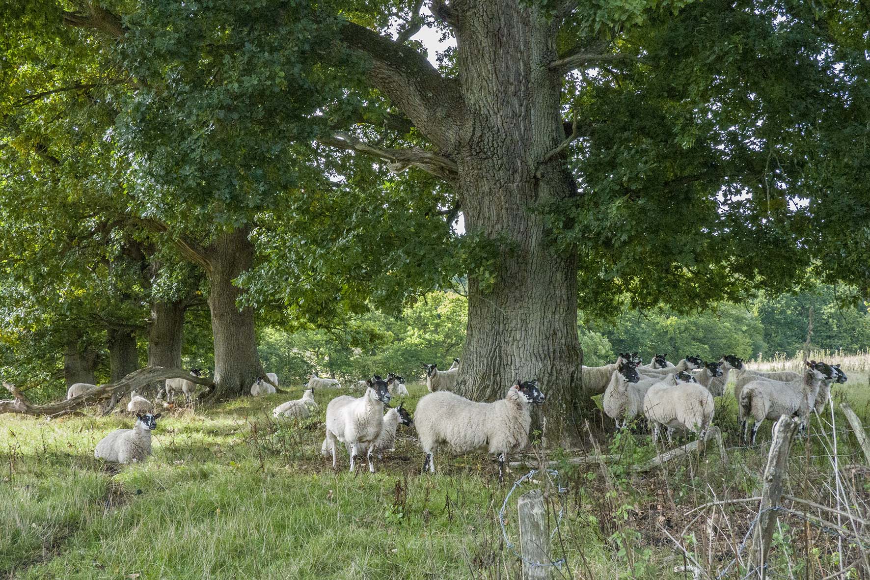 WadhurstCircSheep
