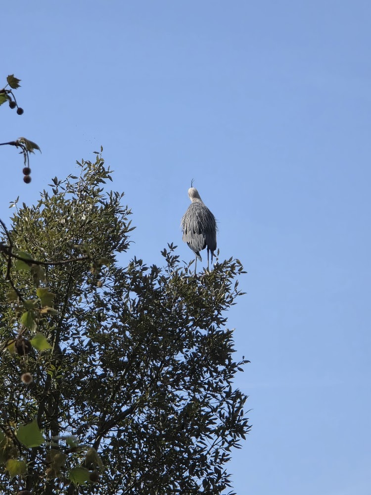 Battersea RH Heron on the Wandle